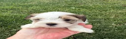 Morkie dogs for sale: RARE TOY Biewer Maltese (BIEWER MORKIE) - Advert 20