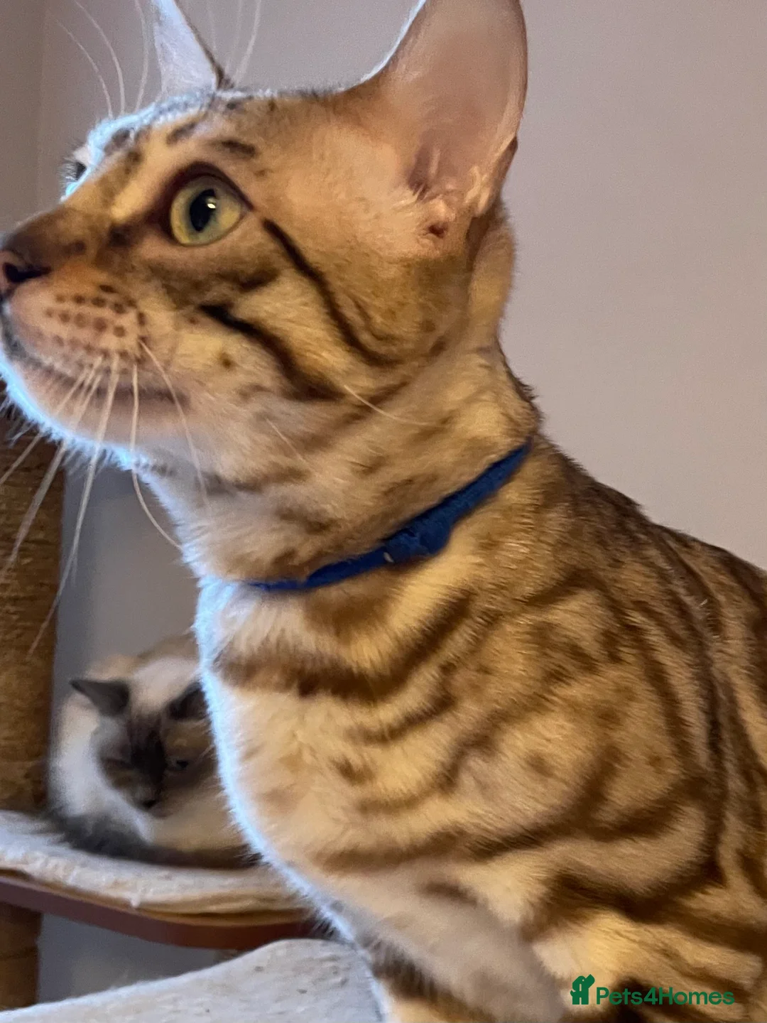 Bengal cats for sale: Outstanding pedigree Bengals - Advert 38