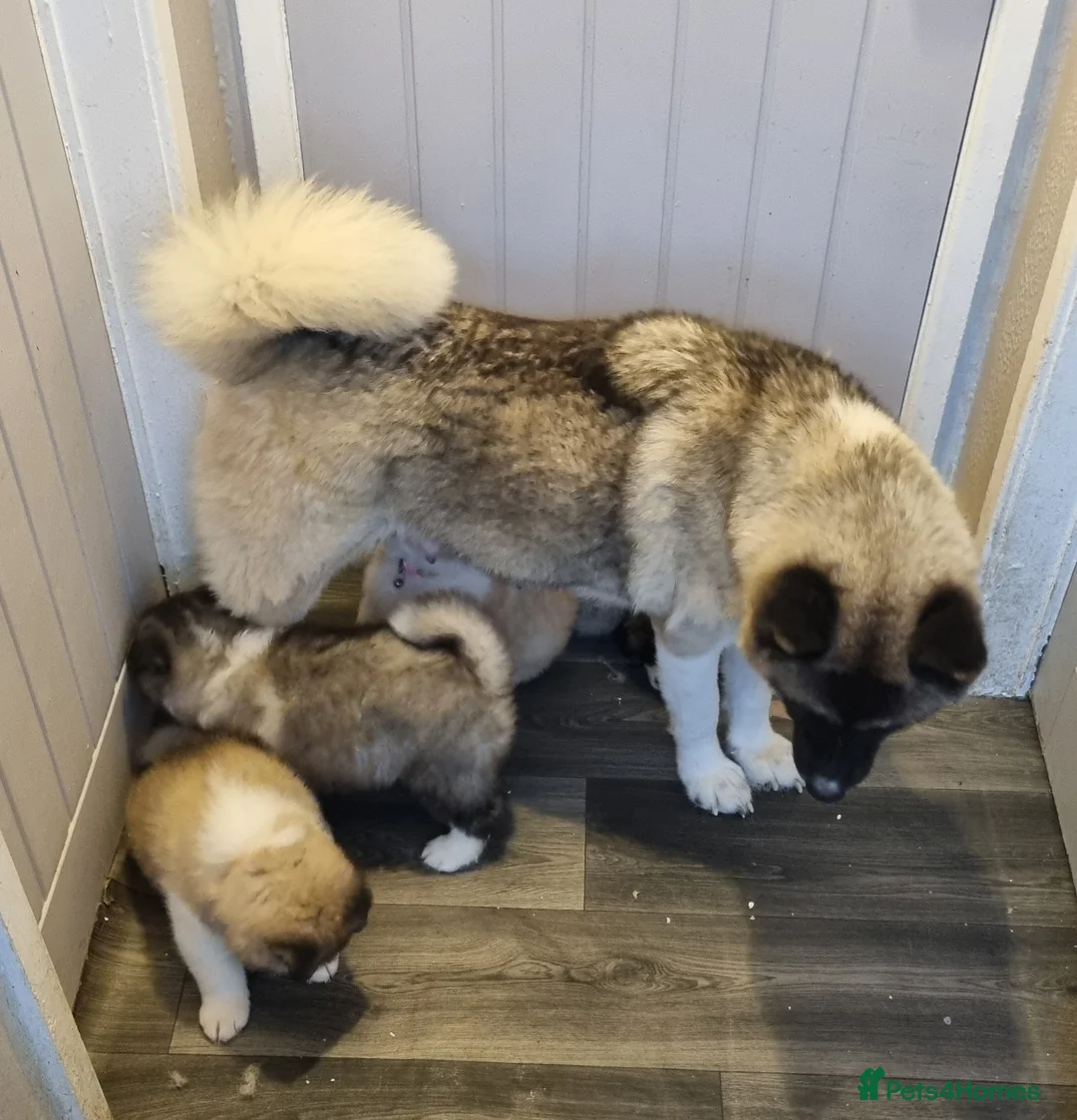 Akita dogs for sale: 9 weeks old Akita pups READY  - Advert 20