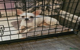 Chihuahua dogs for sale: Male chihuahua boy - Image 5