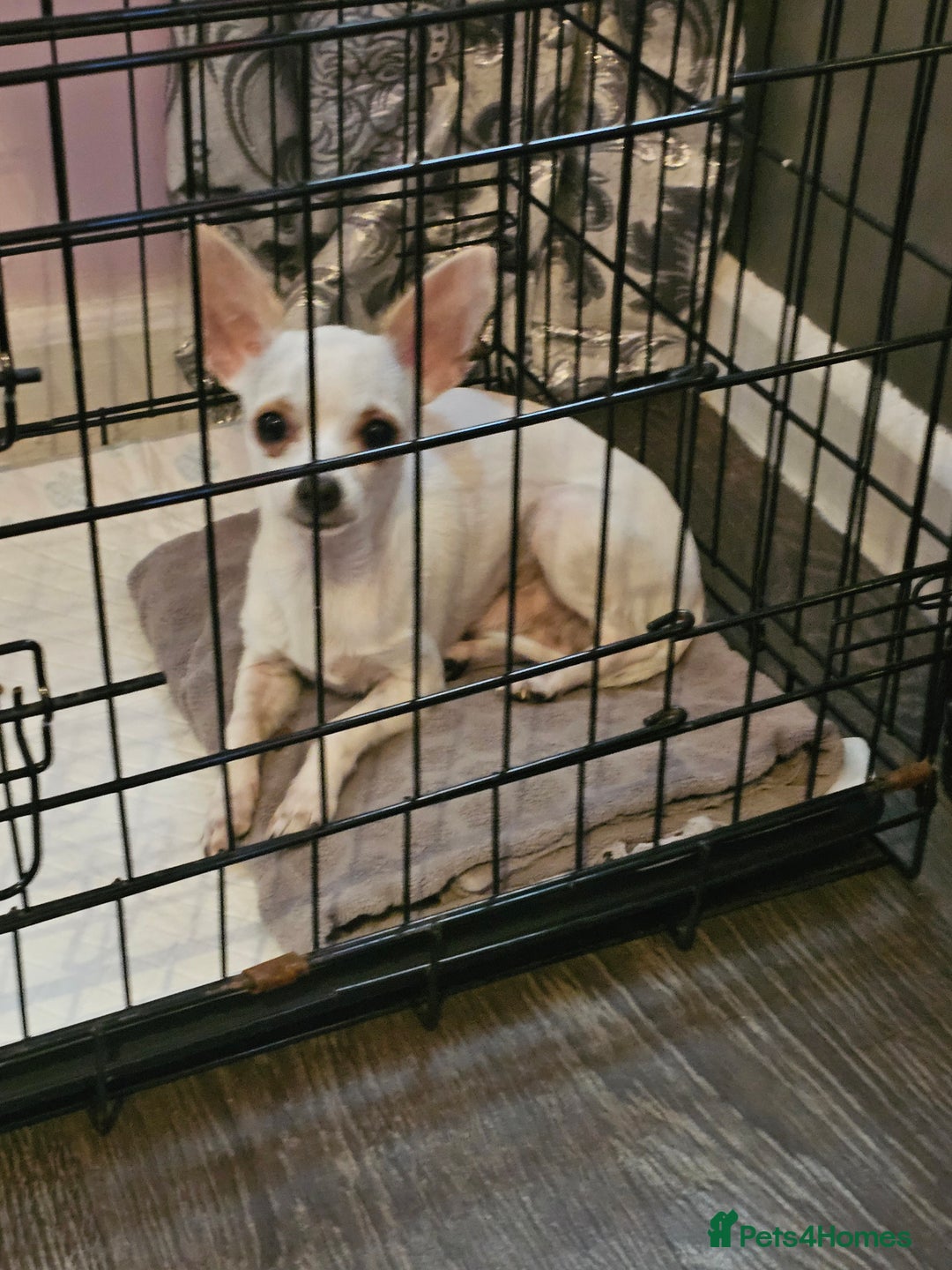 Chihuahua dogs for sale: Male chihuahua boy - Image 5