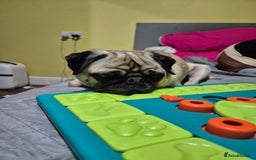 Pug dogs for sale: Sophie the pug needs a retirement home!  - Image 9