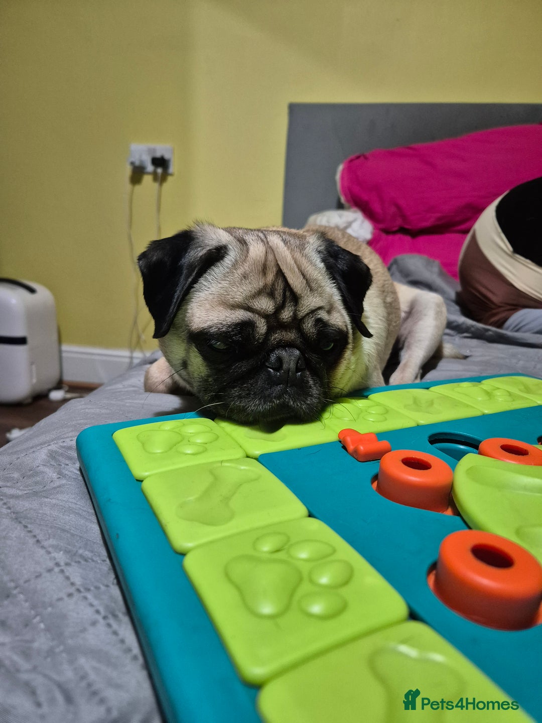 Pug dogs for sale: Sophie the pug needs a retirement home!  - Image 9