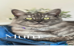 Maine Coon cats for sale: Pure brew fluffy mainecoon kittens  - Image 7