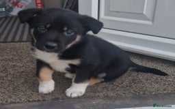 Border Collie dogs for sale: Adorable border collie pups - Image 1