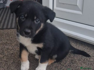 Border Collie dogs for sale - Advert 1