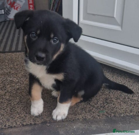 Border Collie dogs - Advert 4