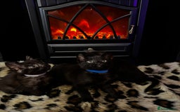 Egyptian Mau cats for sale: Smoke Egyptian MAU x Bengal spotted&marble kittens - Image 28