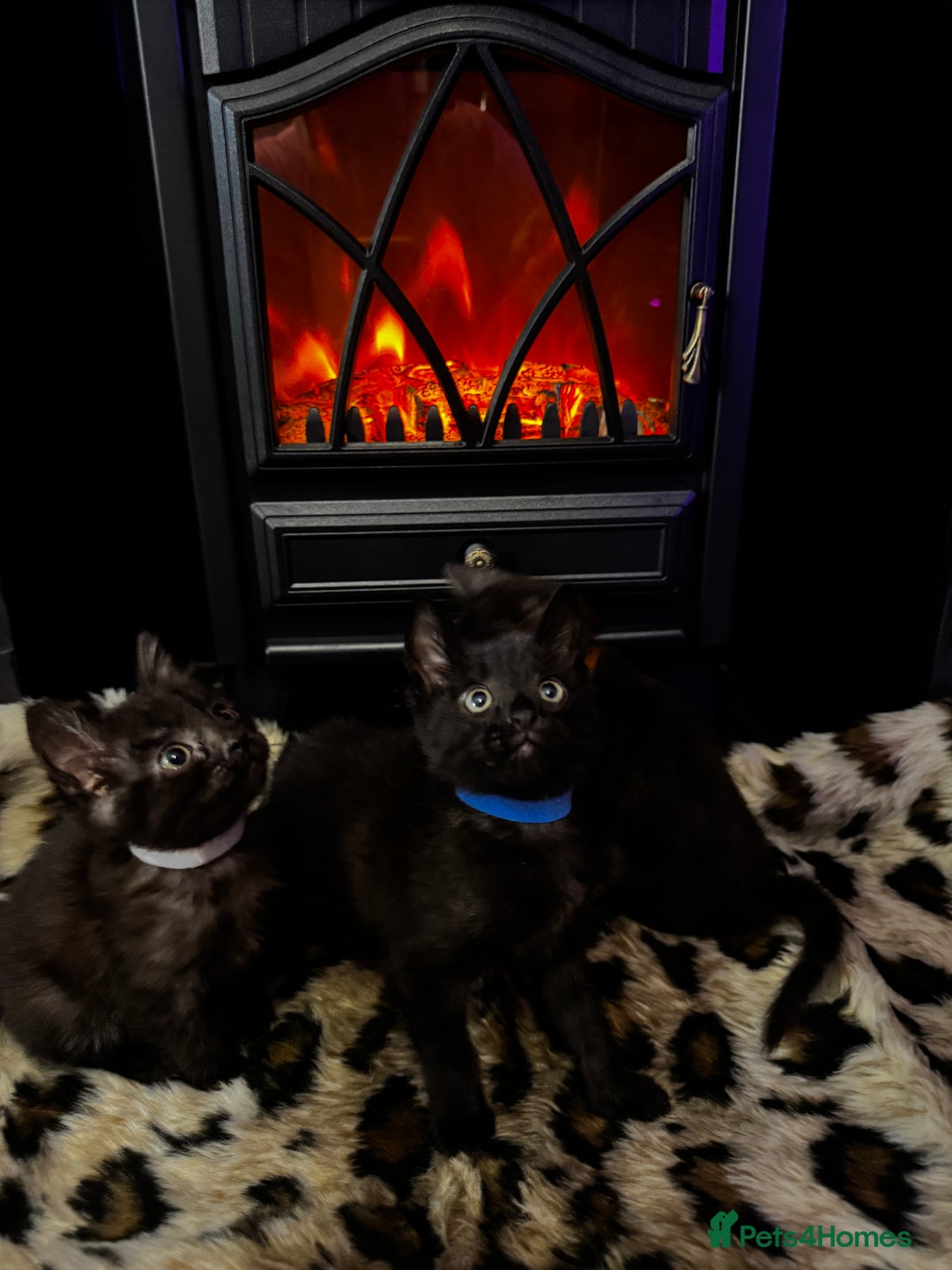 Egyptian Mau cats for sale: Smoke Egyptian MAU x Bengal spotted&marble kittens - Image 28