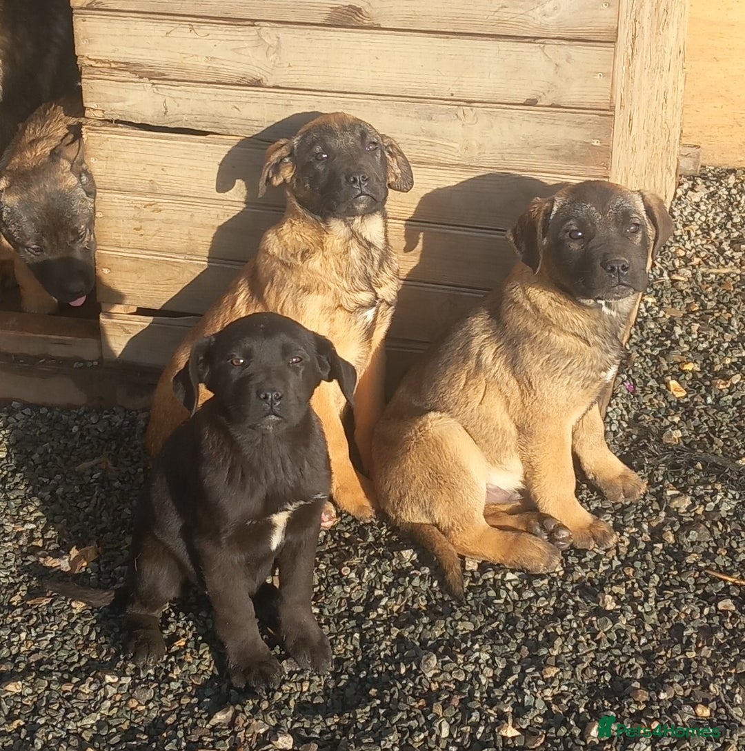Mixed Breed dogs for sale: Cane corso x german shepherd puppies - Advert 1