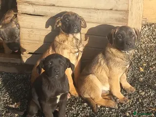 Mixed Breed dogs Cane corso x german shepherd puppies - Advert 3