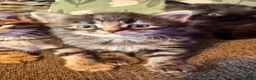 Mixed Breed cats for sale: Stunning kittens 🐈‍⬛ - Advert 18