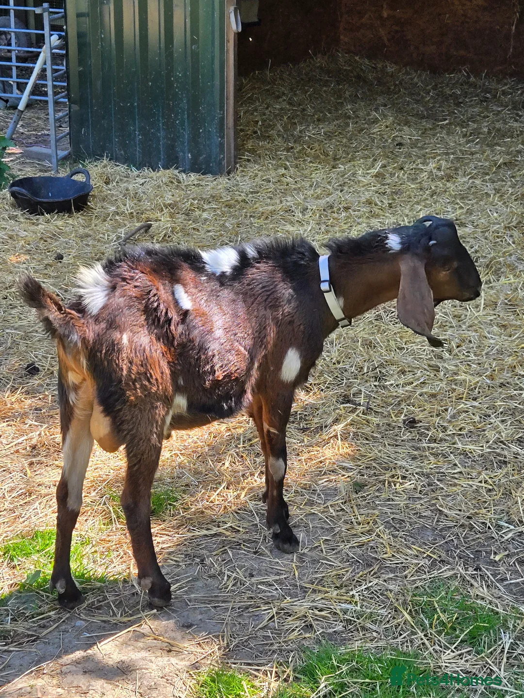 Goats livestock for sale: Pedigree Anglo Nubian Billy and Nannies - Advert 2