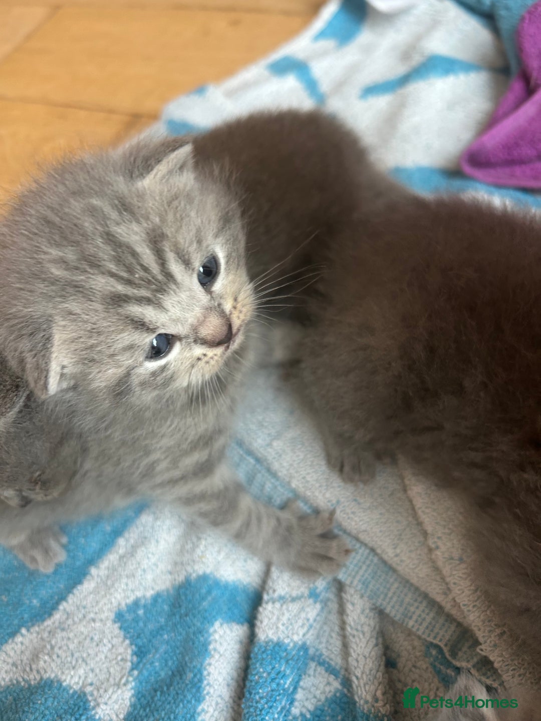 British Shorthair cats for sale: Stunning British Blue Short Hair Kittens - Image 7