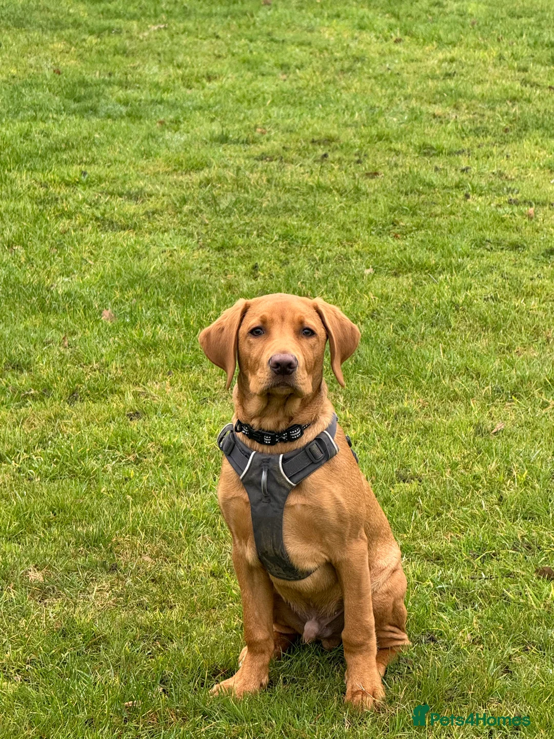 Labrador Retriever dogs for sale: Fox red Labrador puppy  - Advert 5