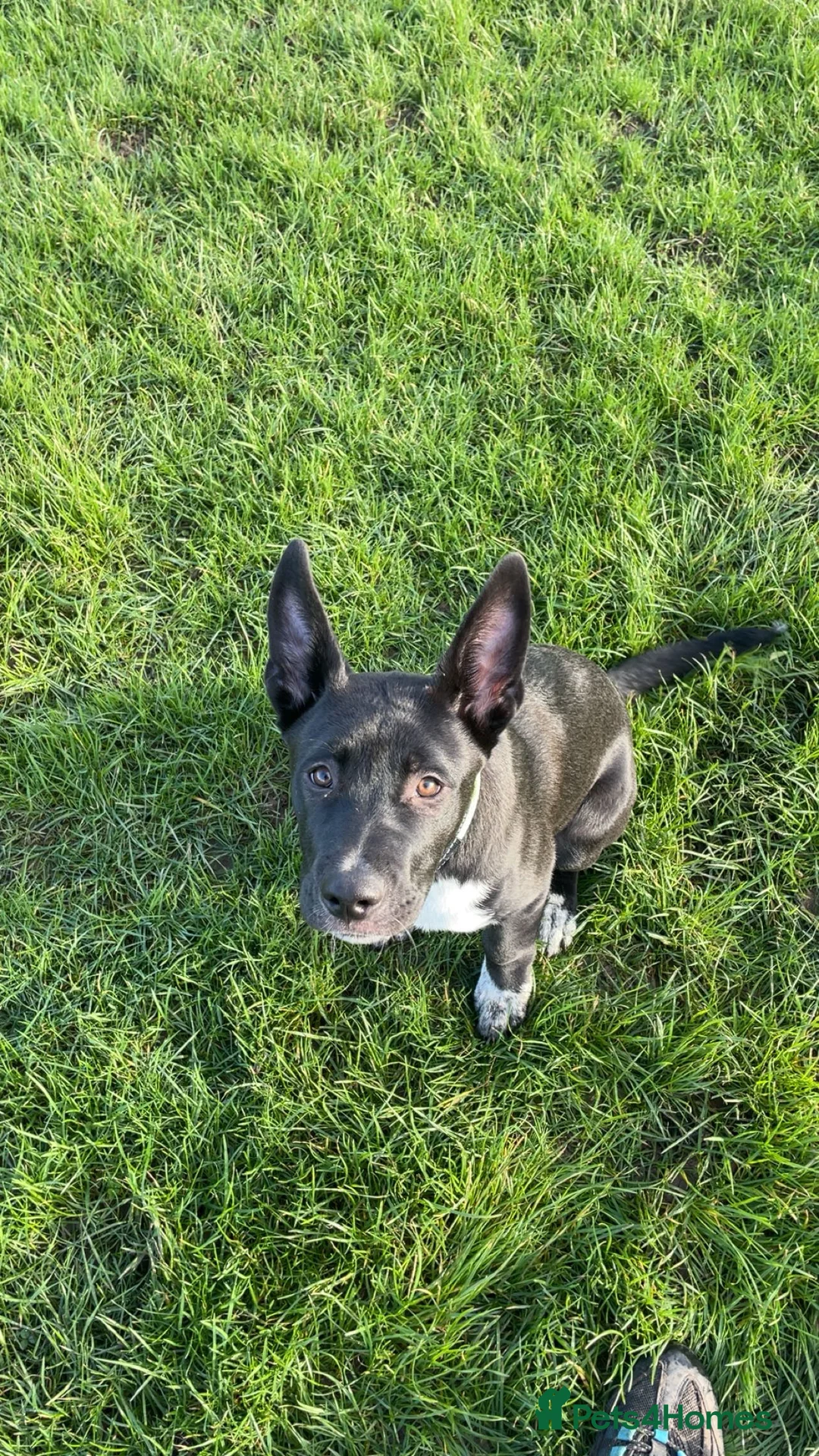 Mixed Breed dogs for sale: Diesel  - Advert 1