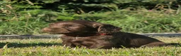 Cocker Spaniel dogs for sale: Beautiful cocker spaniel puppy’s  in Liskeard - Advert 7