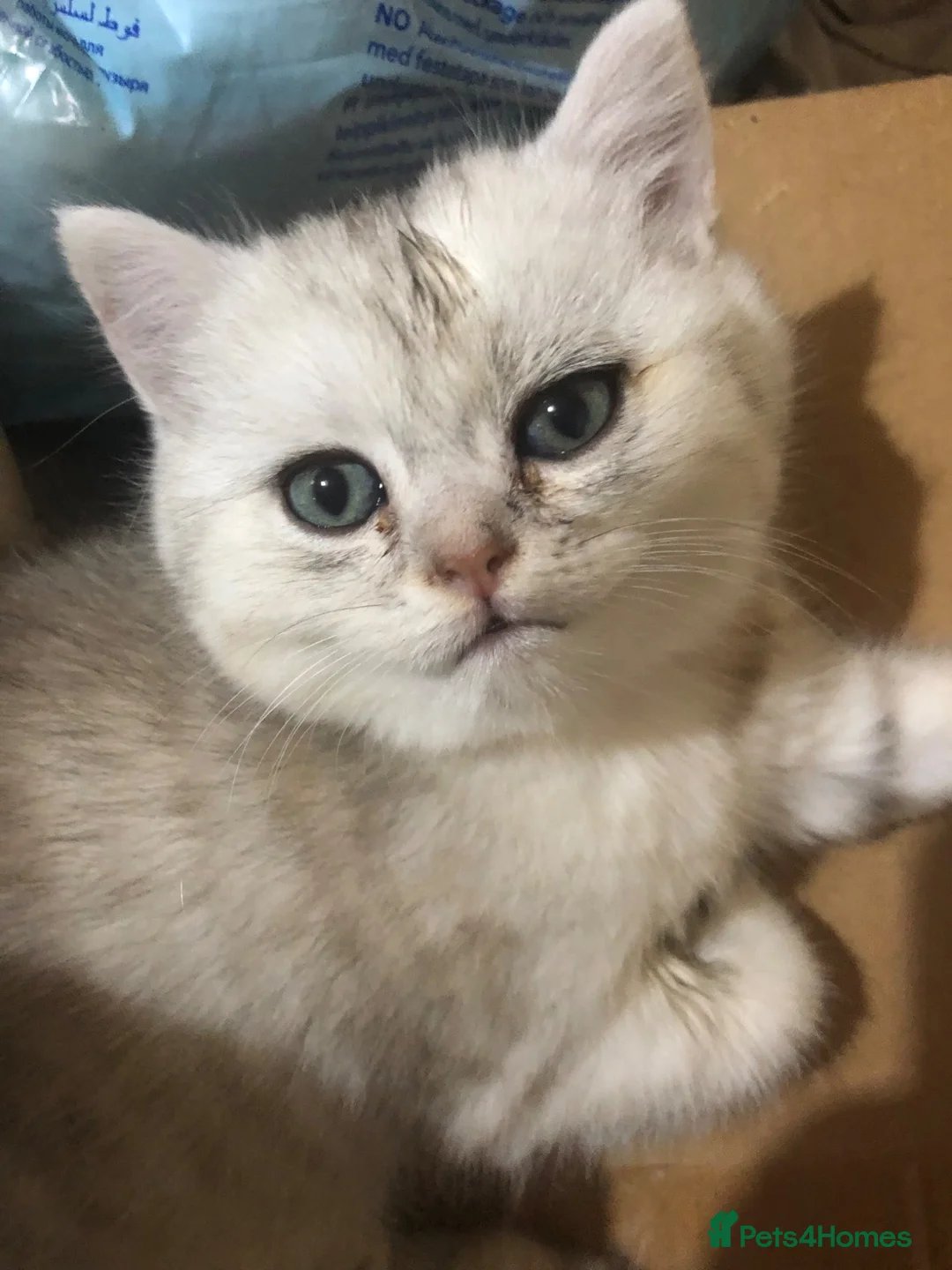 British Shorthair cats for sale: Beautiful golden shaded British shorthair  - Advert 3