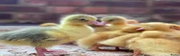 Geese poultry for sale: Emden/Toulouse goslings for sale - Advert 1