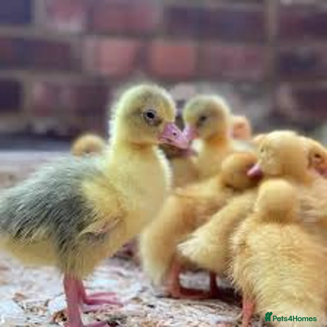 Geese poultry for sale: Emden/Toulouse goslings for sale - Advert 1