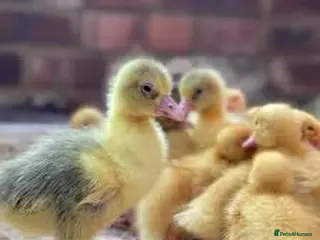 Geese poultry Emden/Toulouse goslings for sale - Advert 11
