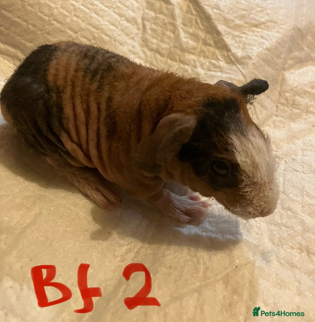 Guinea Pig rodents for sale: Well handled skinny pigs.  - Advert 17