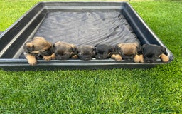 Border Terrier dogs for sale: Border Terrier Puppies  - Image 23