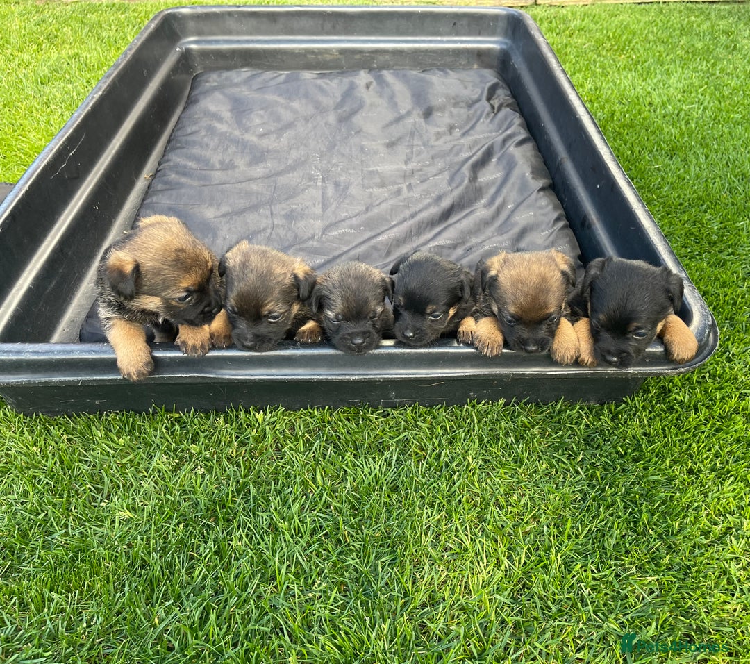 Border Terrier dogs for sale: Border Terrier Puppies  - Image 23