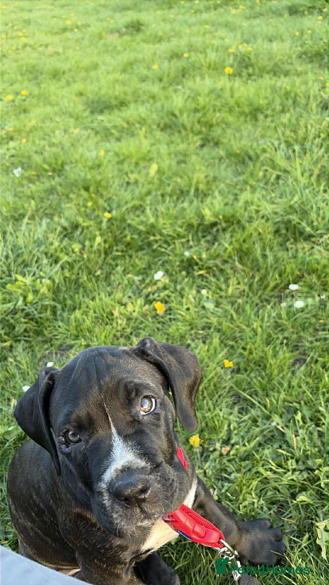 Cane Corso dogs Rehoming cane corso female 11 weeks - Advert 4