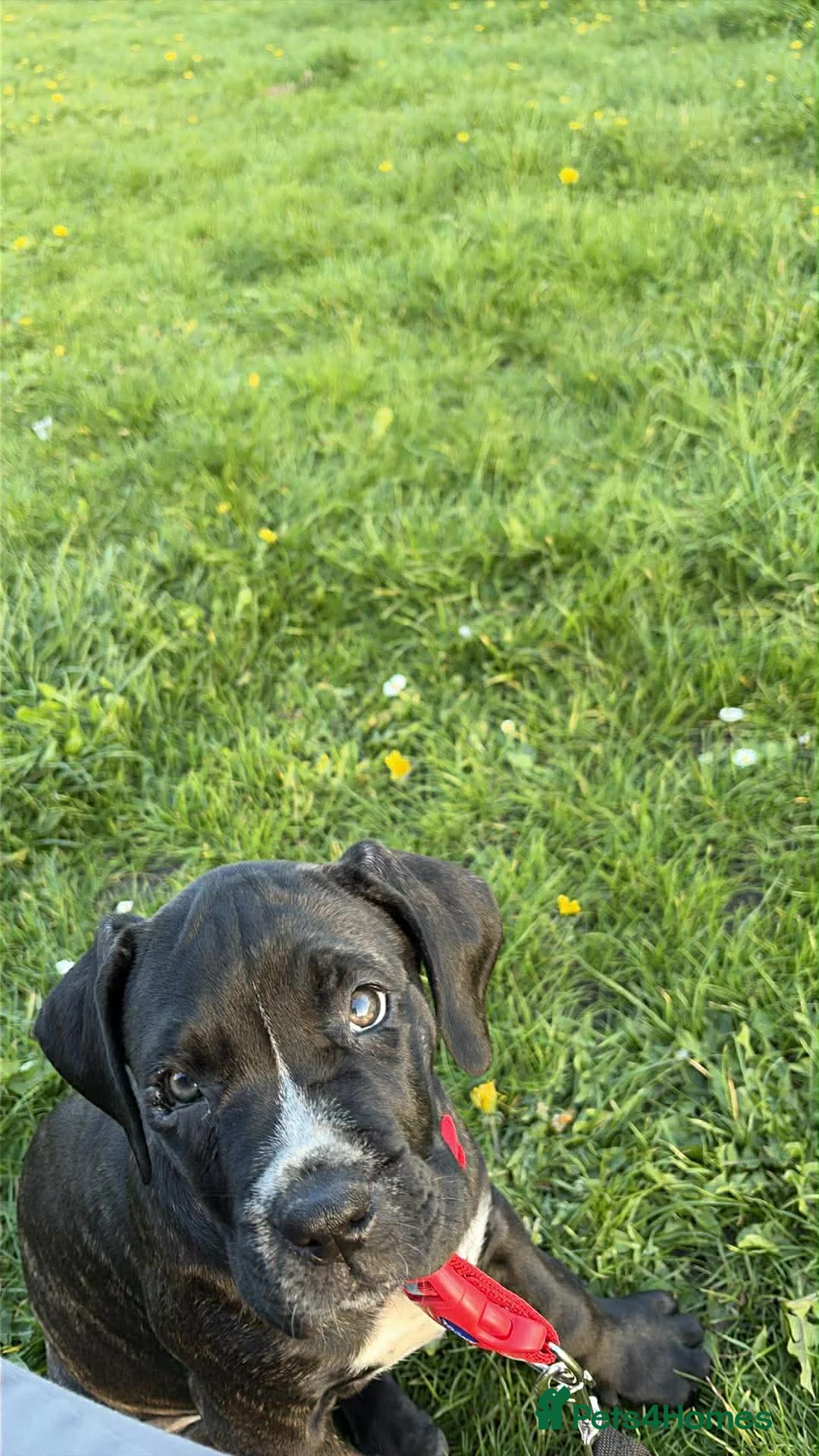 Cane Corso dogs for sale: Rehoming cane corso female 11 weeks - Advert 1