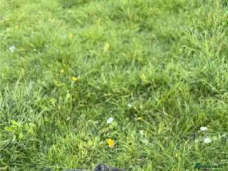 Cane Corso dogs Rehoming cane corso female 11 weeks - Advert 4