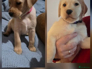 Labrador Retriever dogs Mr Neil Houston - Advert 16