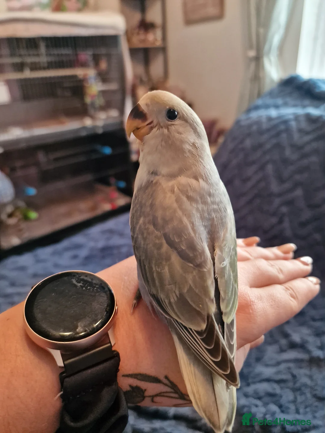 Lovebirds birds for sale: Hand Reared Peach Faced Lovebird Babies - Advert 13