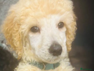 Standard Poodle dogs Kc standard poodles - Advert 17