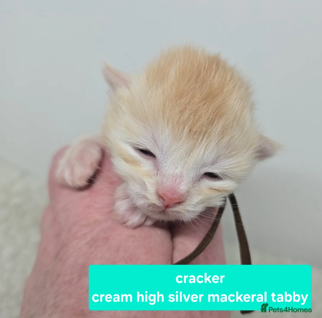 Maine Coon cats for sale: Amazing Large Red & Cream Silver Boys Maine Coons - Advert 2