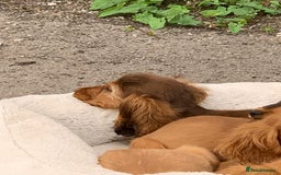 Cocker Spaniel dogs for sale: QUALITY KC SHOW COCKER SPANIEL PUPPIES - Image 13