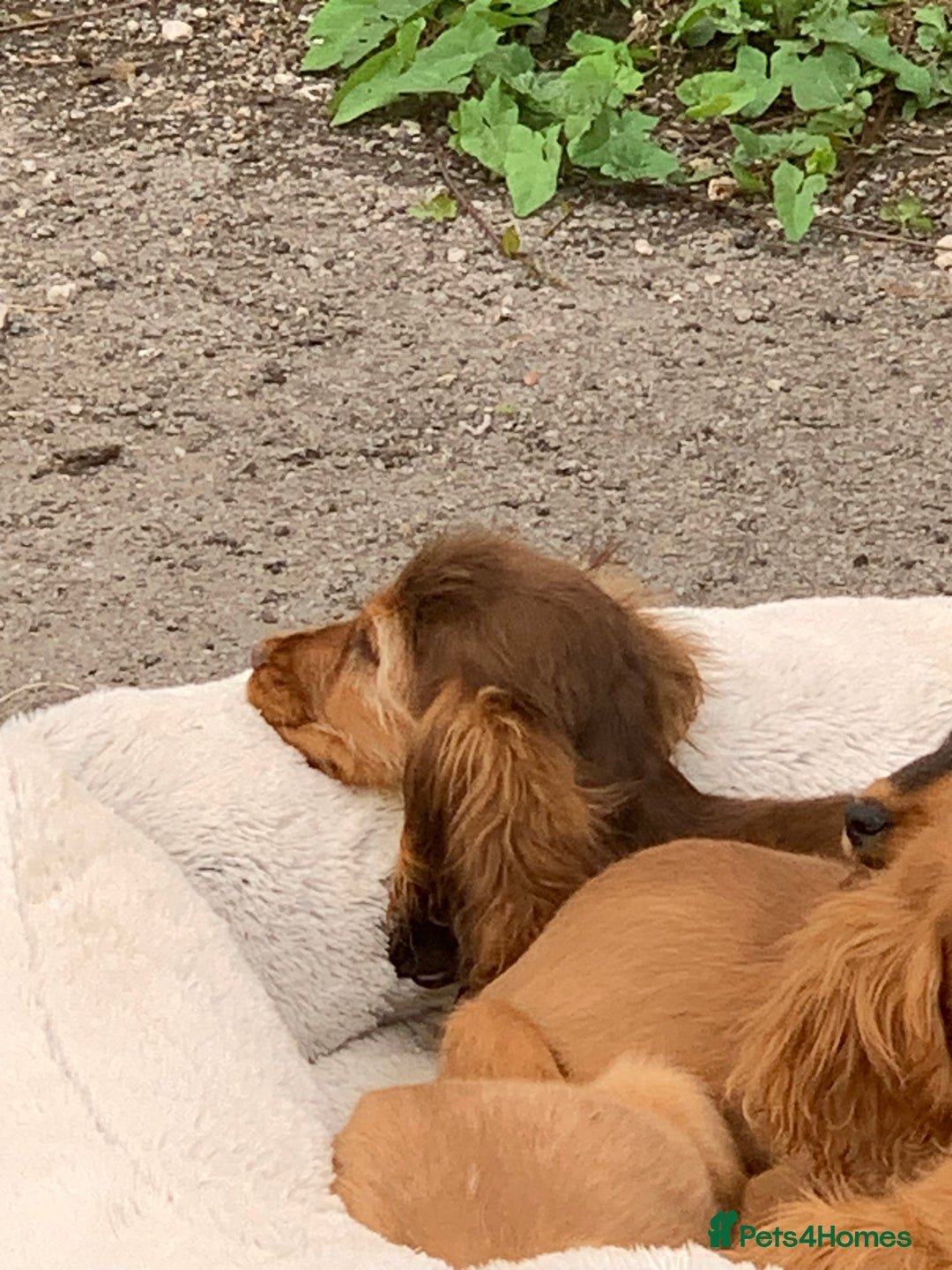 Cocker Spaniel dogs for sale: QUALITY KC SHOW COCKER SPANIEL PUPPIES - Image 13