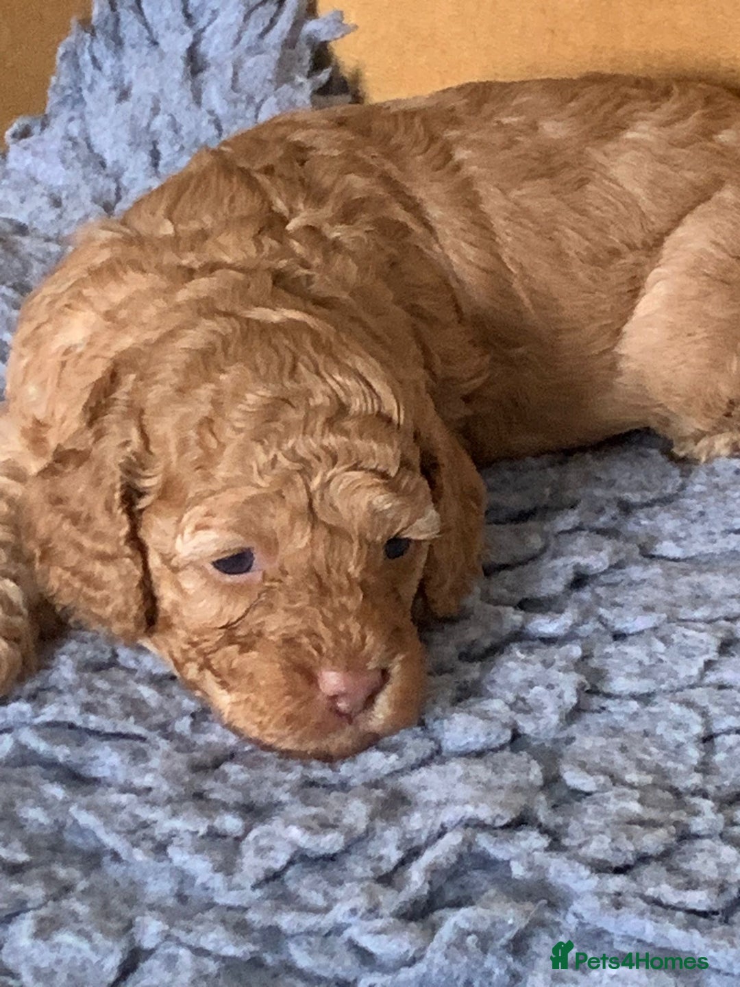 Cockapoo dogs for sale: Cockapoo’s  for sale - Image 3