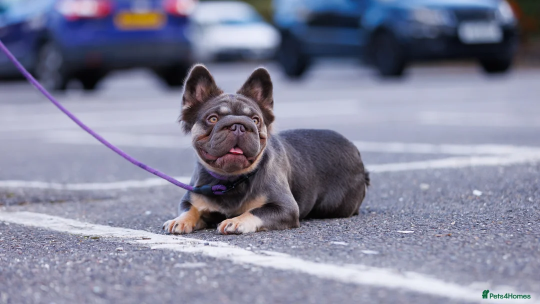 French Bulldog dogs for sale: TOP QUALITY FLUFFY FRENCH BULLDOG PUPPIES - Advert 2