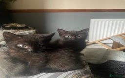Mixed Breed cats for sale: All black kittens - Image 11