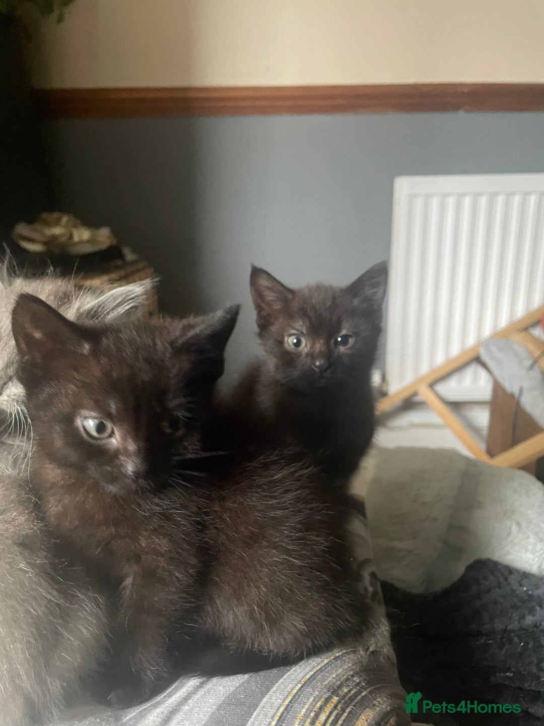 Mixed Breed cats for sale: All black kittens - Image 11