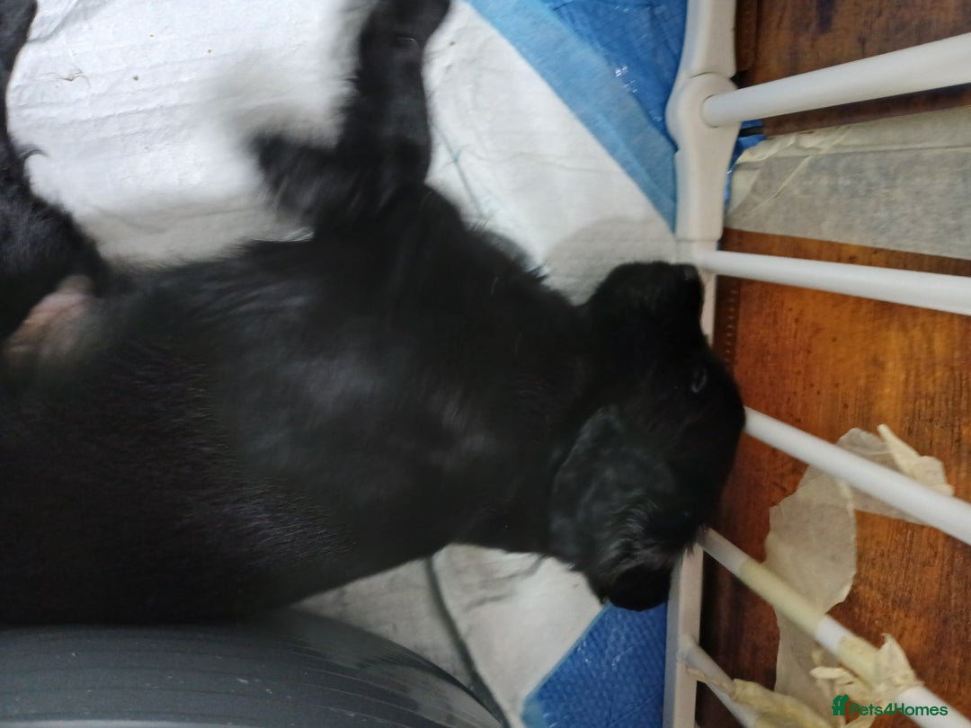 Mixed Breed dogs for sale: Very rare Black Cockerpoo and Chocolate puppies - Image 4