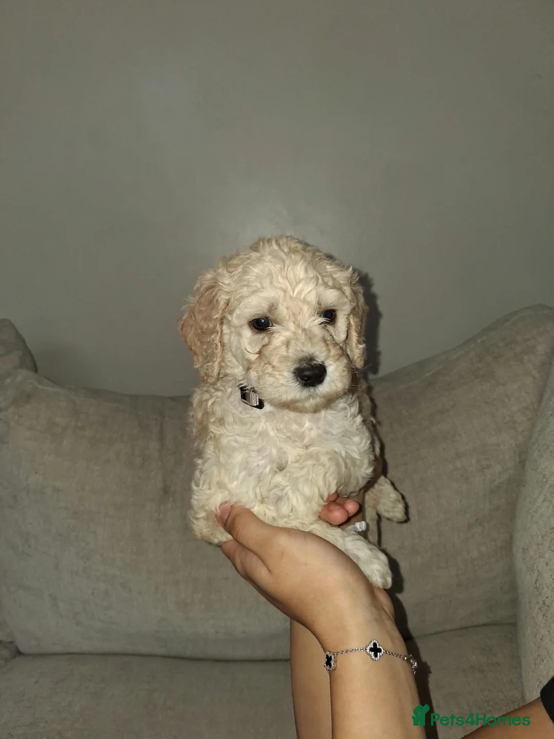 Saint Berdoodle dogs for sale: ❤️ Saint bernadoodle / Standard poodle💙 - Advert 15