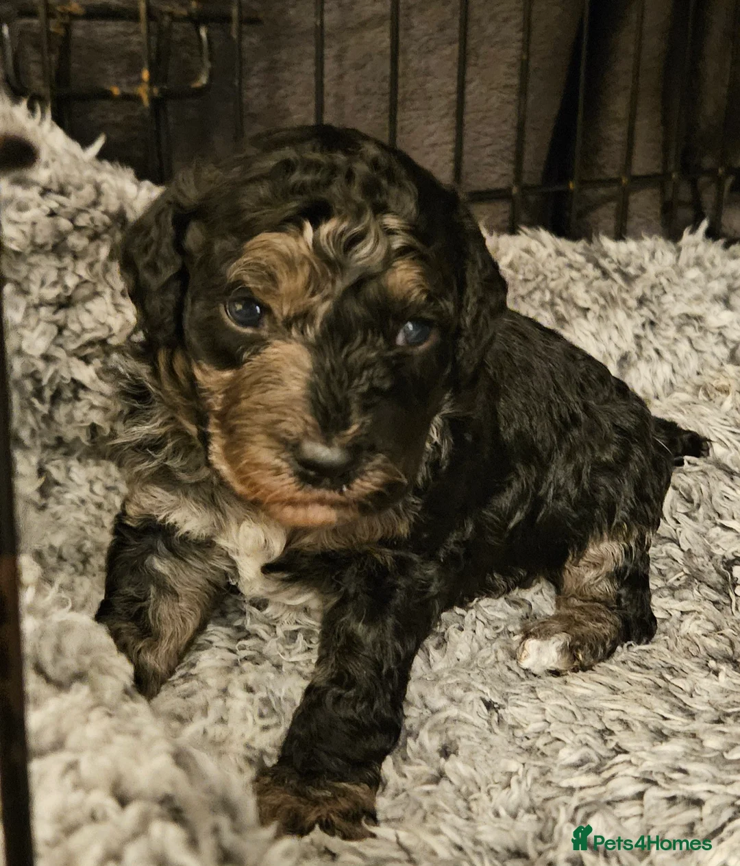 Cockapoo dogs for sale: Rare cockerpoos  - Advert 2