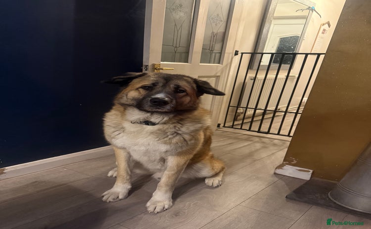 Mixed Breed dogs Beautiful Caucasian shepherd x Akita dog - Advert 1