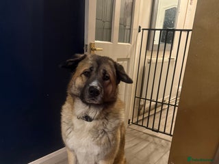 Mixed Breed dogs Beautiful Caucasian shepherd x Akita dog - Advert 5