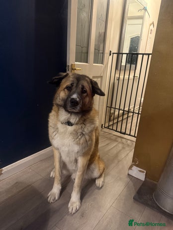 Mixed Breed dogs Beautiful Caucasian shepherd x Akita dog - Advert 1