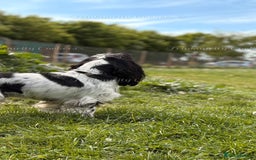 Cocker Spaniel dogs for sale: KC Reg; Home Raised; Low COI; DNA CLEAR; Show Type - Image 25