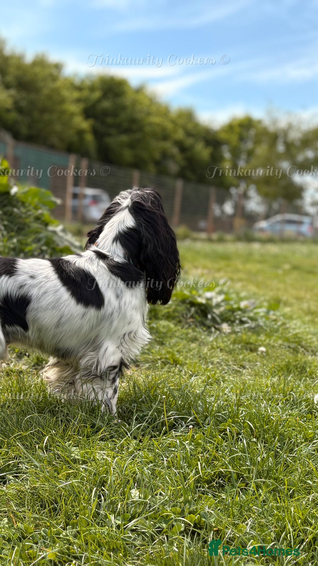 Cocker Spaniel dogs for sale: KC Reg; Home Raised; Low COI; DNA CLEAR; Show Type - Image 25