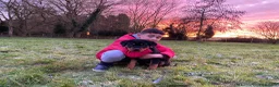 Rottweiler dogs for sale: TRADITIONAL GERMAN ROTTWEILER PUPPIES FOR SALE - Advert 12
